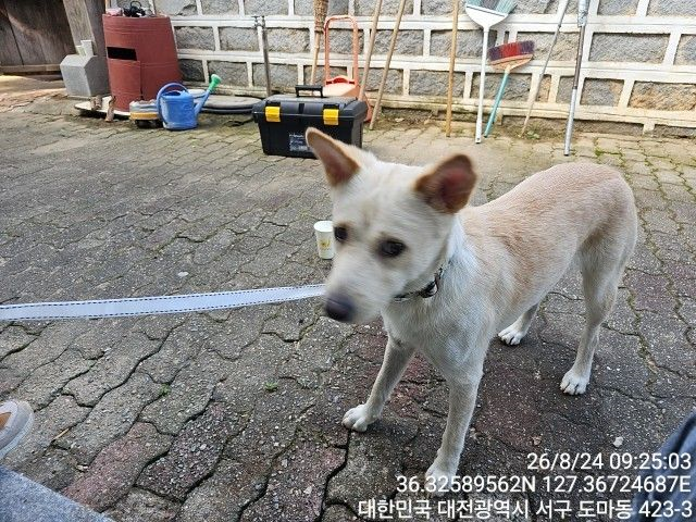 진도견 입양 전 알아둘 품종 정보