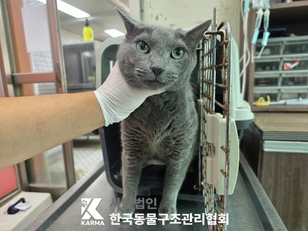 러시안블루 입양 전 알아둘 품종 정보