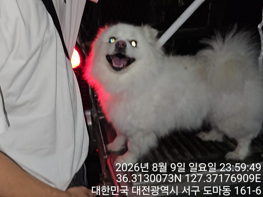 스피츠 입양 전 알아둘 품종 정보