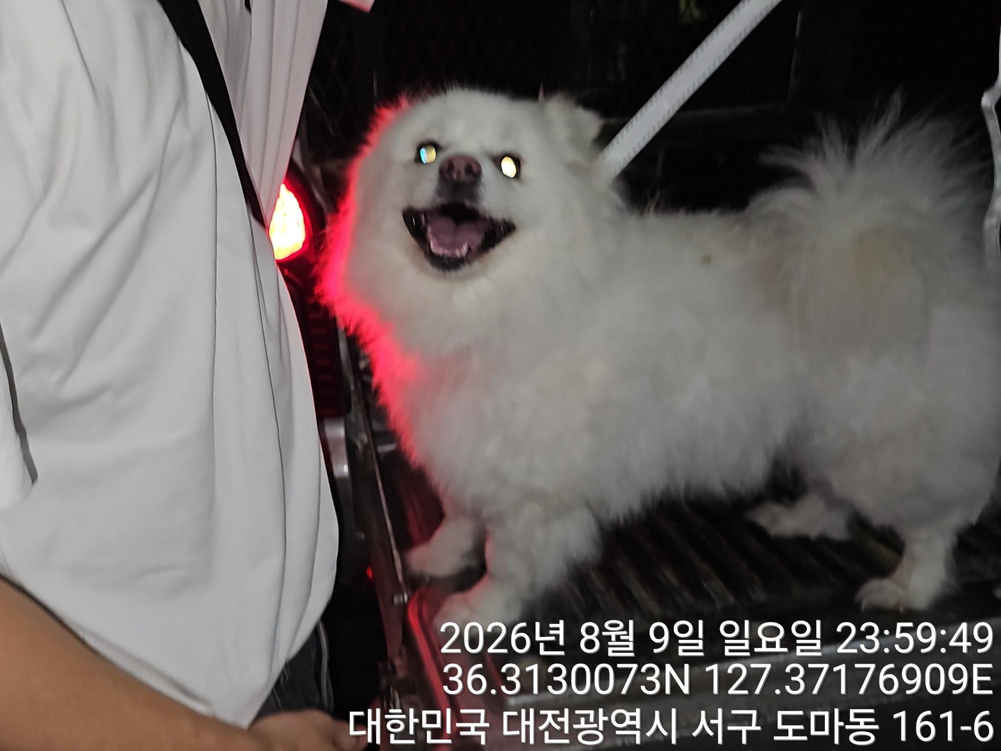 스피츠 보호 중인 동물 사진
