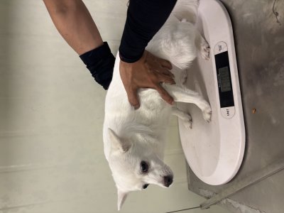 스피츠 입양 전 알아둘 품종 정보