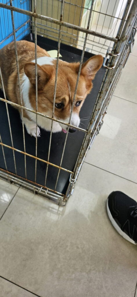 웰시 코기 카디건 입양 전 알아둘 품종 정보