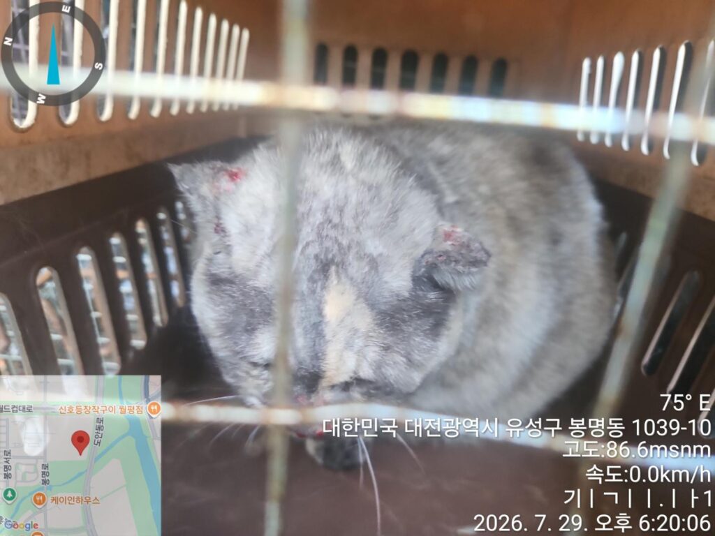 페르시안 입양 전 알아둘 품종 정보