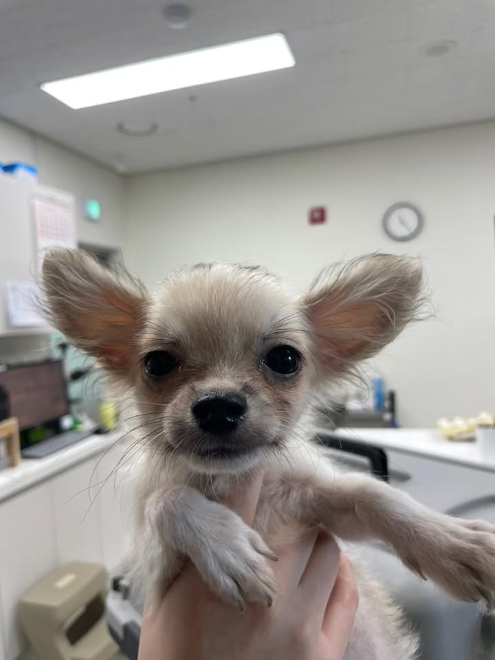 치와와 입양 전 알아둘 품종 정보