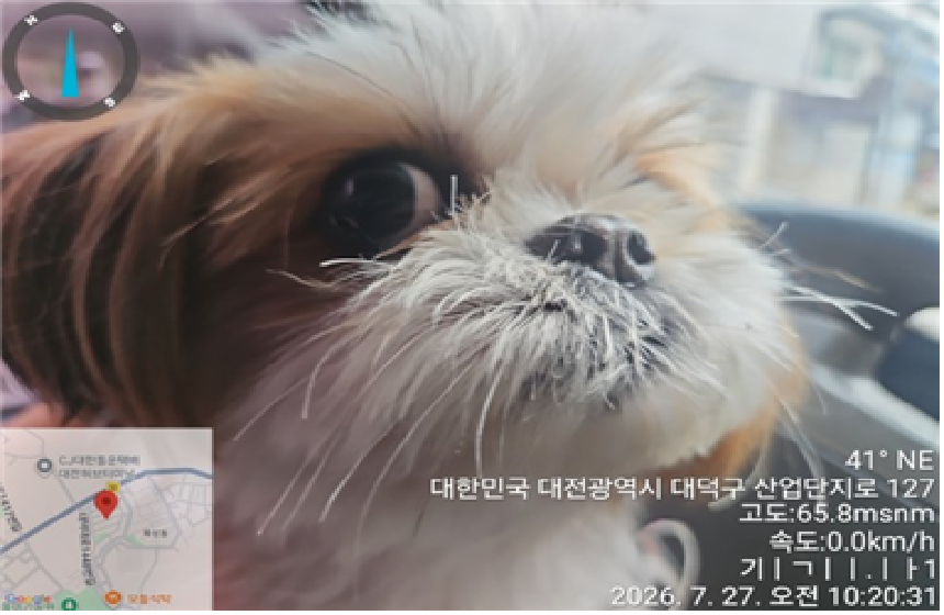 시츄 입양 전 알아둘 품종 정보