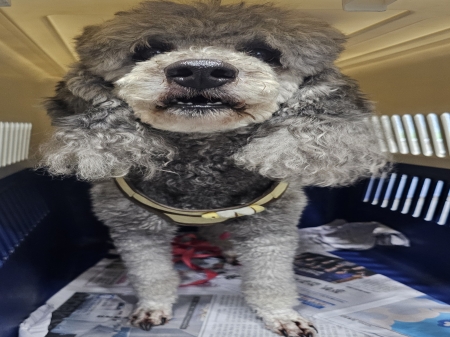 푸들 보호 중인 동물 사진