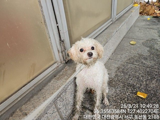 푸들 보호 중인 동물 사진