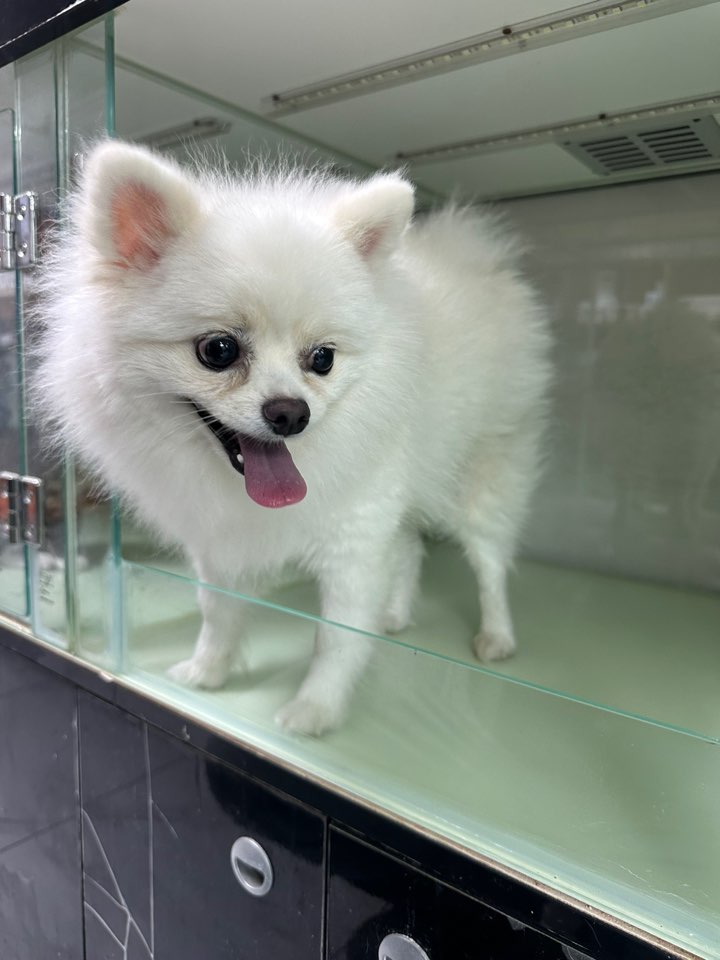 포메라니안 보호 중인 동물 사진