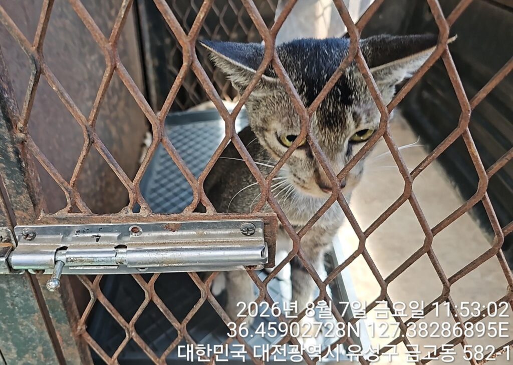대전광역시 유성구 유기동물 입양 현황