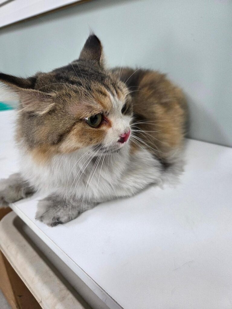 부산광역시 유기동물 입양 현황