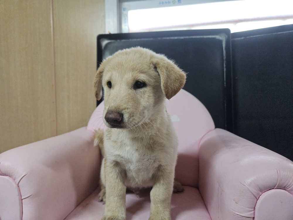 경상남도 보호 중인 유기동물 사진