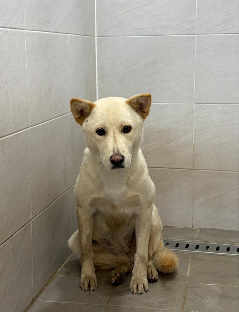 경주동물사랑보호센터 보호 동물 입양 공고 현황