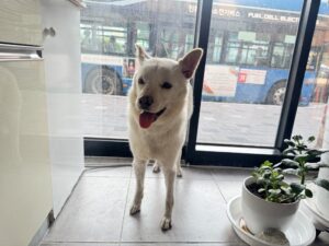 프렌즈동물병원 보호 동물 입양 공고 현황