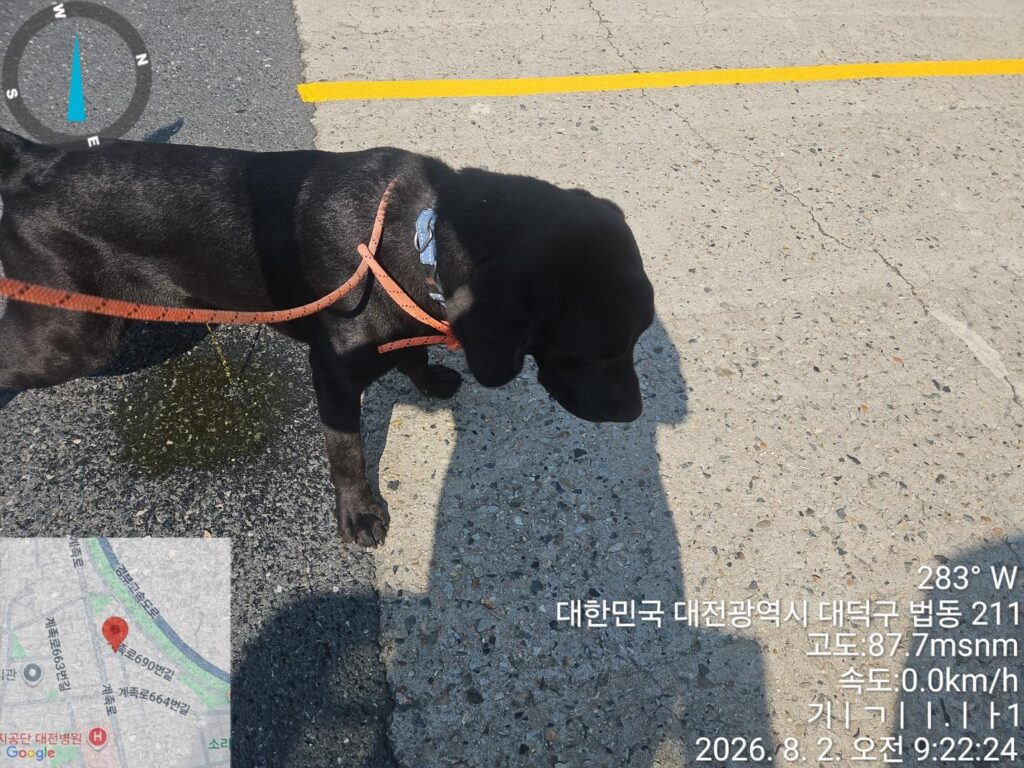 대전동물보호센터 보호 동물 입양 공고 현황