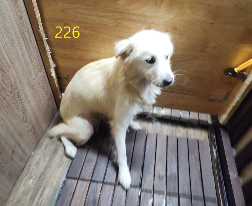 신영재동물병원 보호 동물 입양 공고 현황