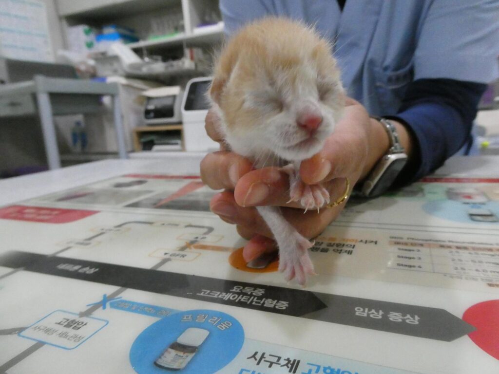 화원연합동물병원 보호 동물 입양 공고 현황