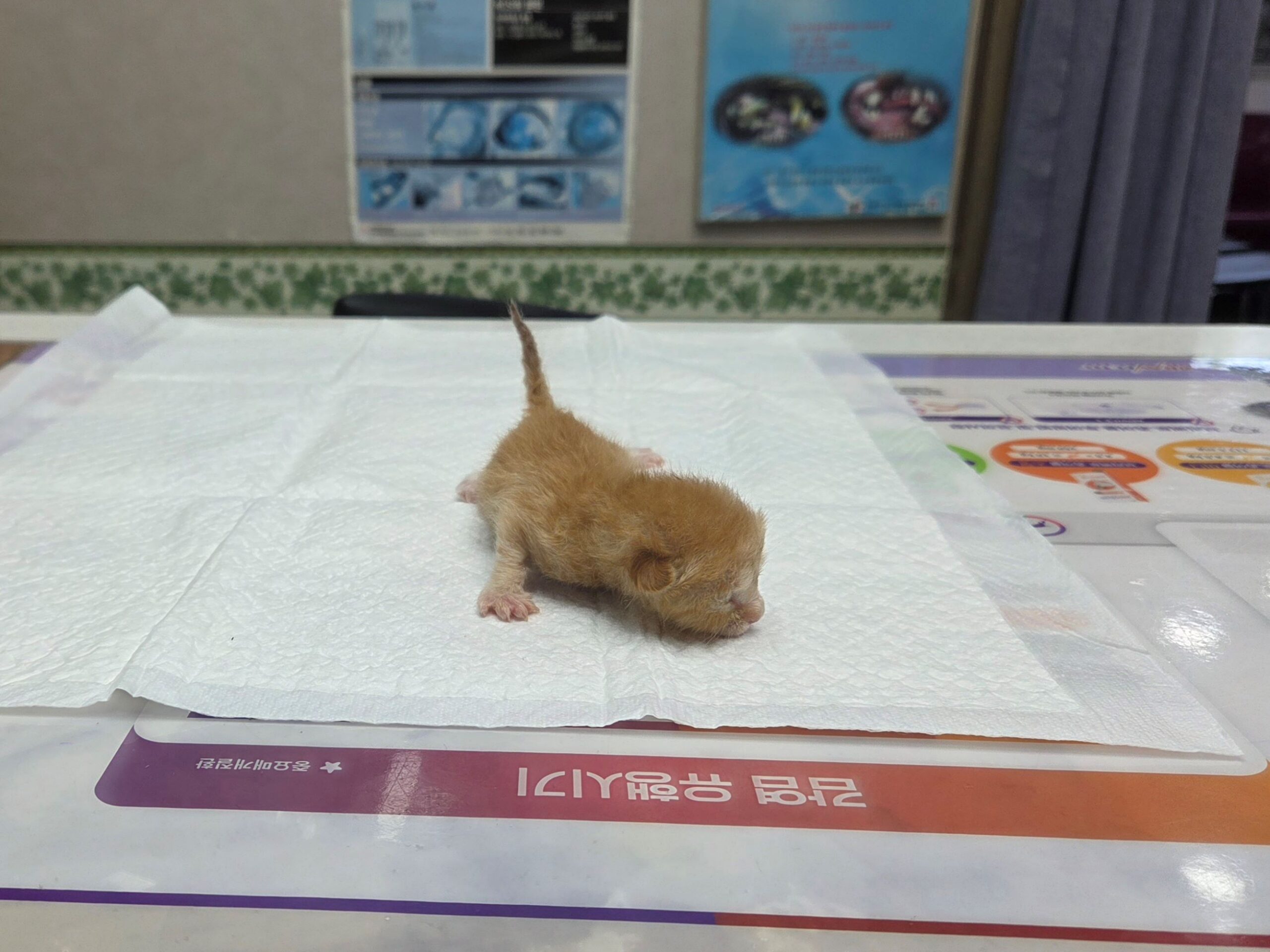 대구시수의사회(보경) 보호 중인 동물 사진