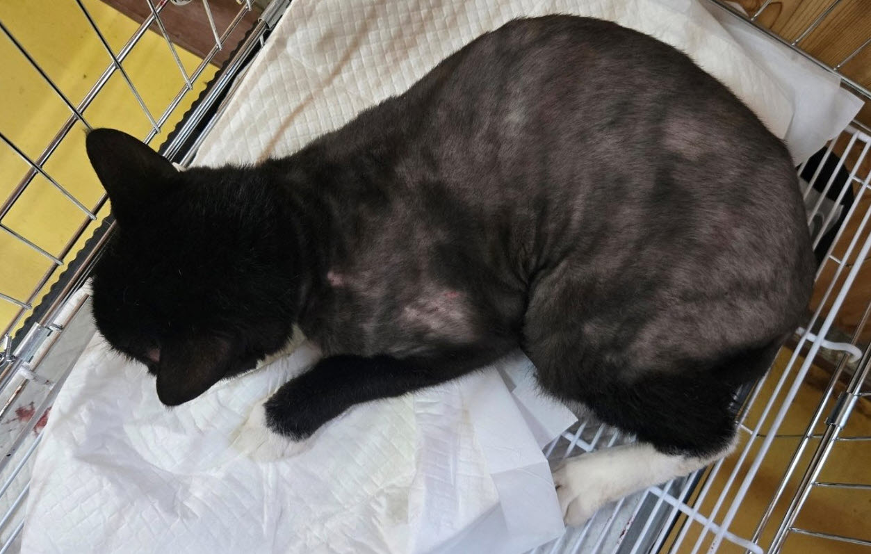 공주시 동물보호센터 보호 중인 동물 사진